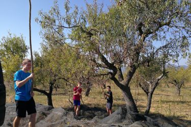 cogiendo almendras (2)